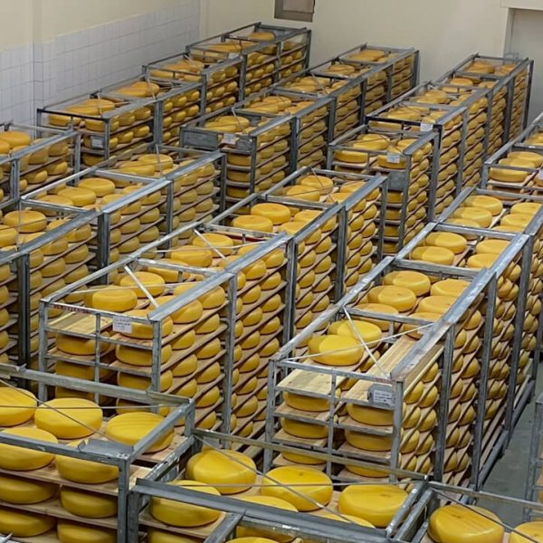 Stativer med guloster til modning hos Valdresmeieriet