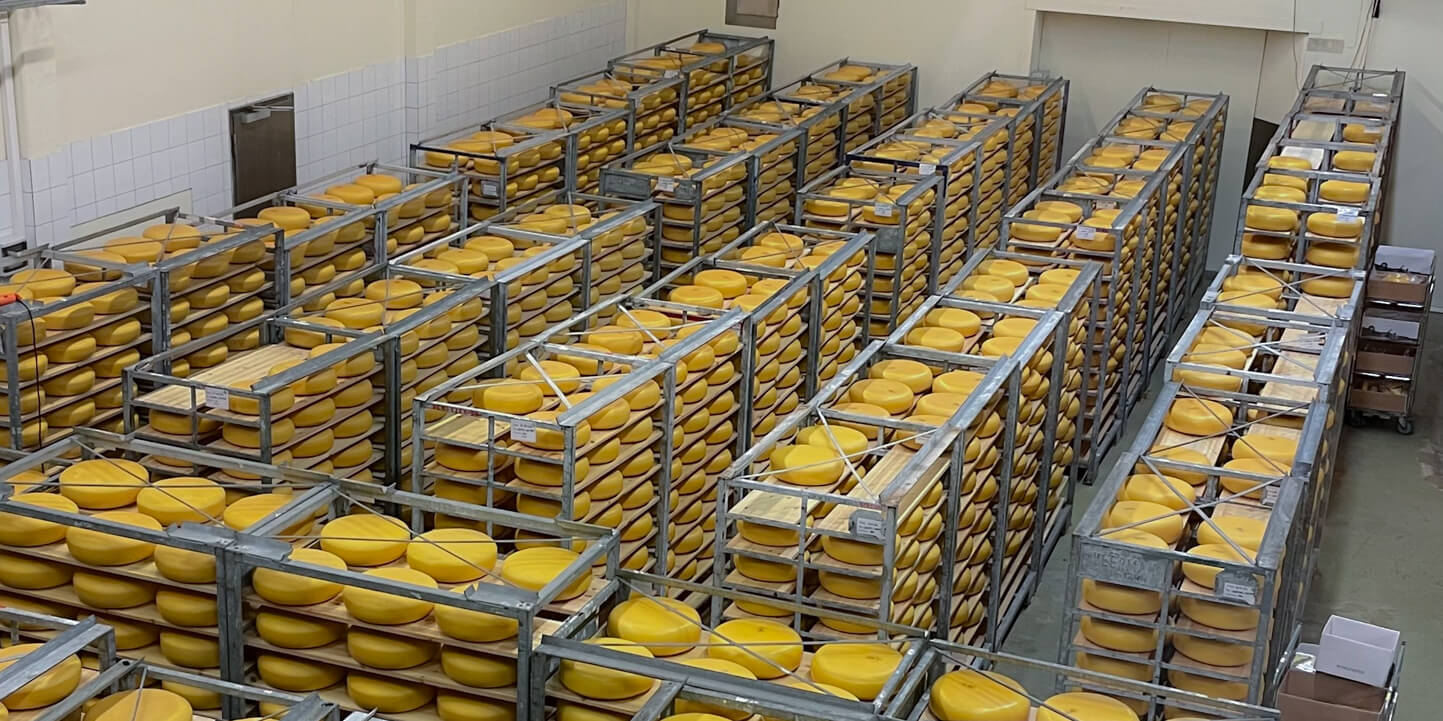 Stativer med guloster til modning hos Valdresmeieriet