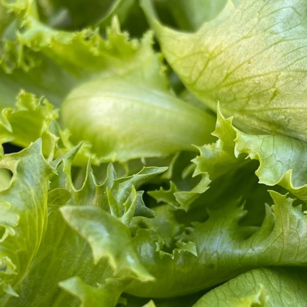 Blader av Crispi-salat fra Himmelgrønt